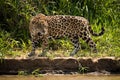 Jaguar staring at water from river bank