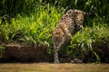 Jaguar stepping into river from grassy bank