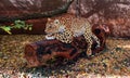 The jaguar at the super powers of animals