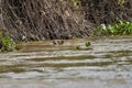 Jaguar swimming Cuiaba river in the Pantanal, Brazil Royalty Free Stock Photo