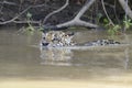 Jaguar swimming in water Royalty Free Stock Photo