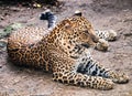 Jaguar taking rest