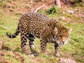 Jaguar