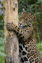 A jaguar using a scratching post - Brazil