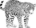 Jaguar Royalty Free Stock Photo