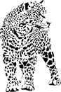 Jaguar Royalty Free Stock Photo