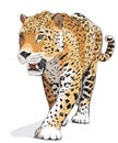 Jaguar - vector, isolated, shadow Royalty Free Stock Photo