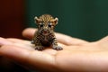 jaguar tiny smallest animal in the world standing on human hand illustration generative ai