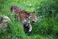 Jaguar walking Royalty Free Stock Photo