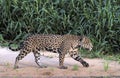 Jaguar walking along the sandy river bank. Side view. Panthera onca.