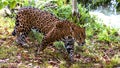 Jaguar walking down a path between bushes Royalty Free Stock Photo