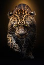 Jaguar Walking down, penetrating eyes, frontal shot, tattoo design, better light