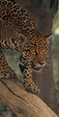 Jaguar walking down a tree trunk Royalty Free Stock Photo