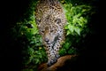 Jaguar walking in the forest