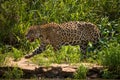 Jaguar walking through grass along river bank Royalty Free Stock Photo