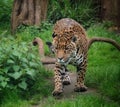 jaguar walking through grassy area with a tree in the background