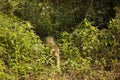 Jaguar Walking out of Forest Royalty Free Stock Photo