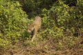 Jaguar Walking over Bushes and Vines Royalty Free Stock Photo