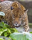 A Jaguar walking on rocks hunting in Costa Rica