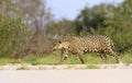 Jaguar walking on sandy coast along the river bank Royalty Free Stock Photo
