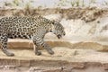 Jaguar walking on sandy coast along the river bank Royalty Free Stock Photo