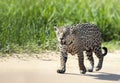 Jaguar walking on sandy coast along a river bank