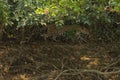 Jaguar Walking in Shade of Trees Royalty Free Stock Photo