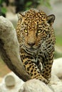 Jaguar walking Royalty Free Stock Photo