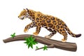 Jaguar walking on a tree trunk vector illustration. Big tropical cat jaguar or leopard on a tree. Endangered animal Royalty Free Stock Photo