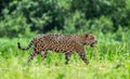 Jaguar walks along the grass along the river bank.