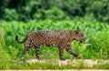 Jaguar walks along the grass along the river bank.