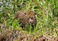 Jaguar walks along the grass along the river bank.