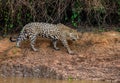 Jaguar walks along the grass along the river bank.