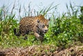 Jaguar walks along the grass along the river bank.