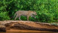 Jaguar walks along the sand along the river against the backdrop of beautiful nature.