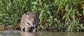 Jaguar walks on water. Front view. Panthera onca. Natural habitat. Cuiaba river, Brazil