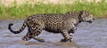 Jaguar walks on water. Side view. Panthera onca. Natural habitat. Cuiaba river, Brazil