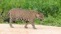 Jaguar walking over a river bank