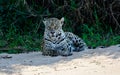 Jaguar staring directly at the source of movement