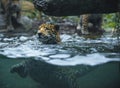 Jaguar in the water