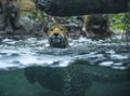 Jaguar in the water