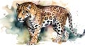 Jaguar watercolor predator animals wildlife Royalty Free Stock Photo