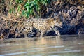 Jaguar in the waters of the Cuiaba river prowling Royalty Free Stock Photo