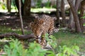 Jaguar in wildlife park Royalty Free Stock Photo