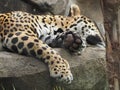 Jaguar in the zoo