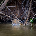 Jaguars are avid swimmers, doing much of their hunting in the water.CR2 Royalty Free Stock Photo