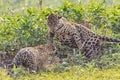 Jaguar mating behaviour