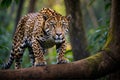 Exploring the world of jaguars