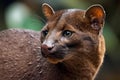 Jaguarundi - Central and South America (Generative AI)