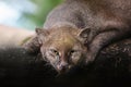 Jaguarundi (Herpailurus yagouaroundi) Royalty Free Stock Photo